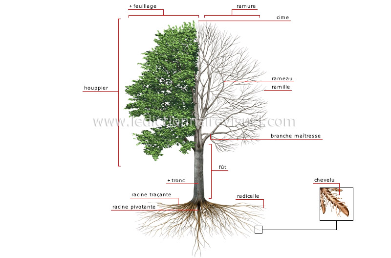 Photo structure d'un arbre