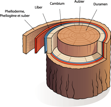 Photo structure d'un tronc